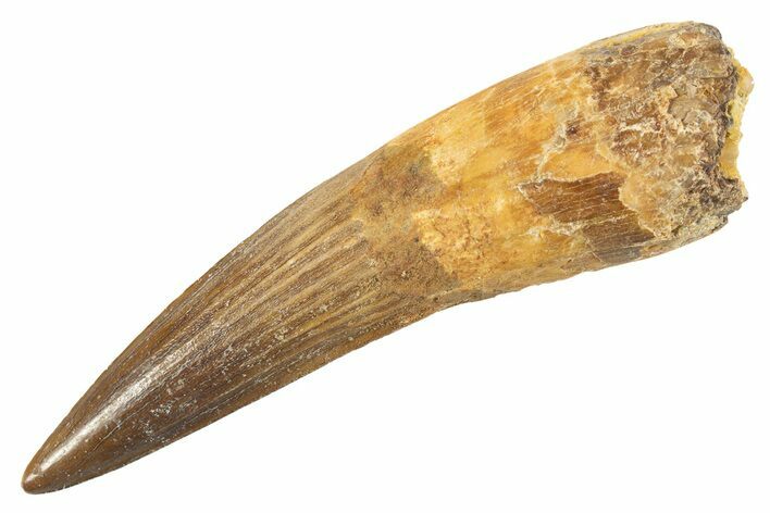 Fossil Spinosaurus Tooth - Real Dinosaur Tooth #343596